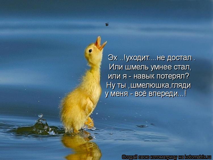 Эх ..!уходит....не достал . Или шмель умнее стал, или я - навык потерял? Ну ты ,шмелюшка,гляди у меня... Котоматрица: Эх ..!уходит....не достал . Или шмель умнее стал, или я - навык потерял? Ну ты ,шмелюшка,гляди у меня - всё впереди...!