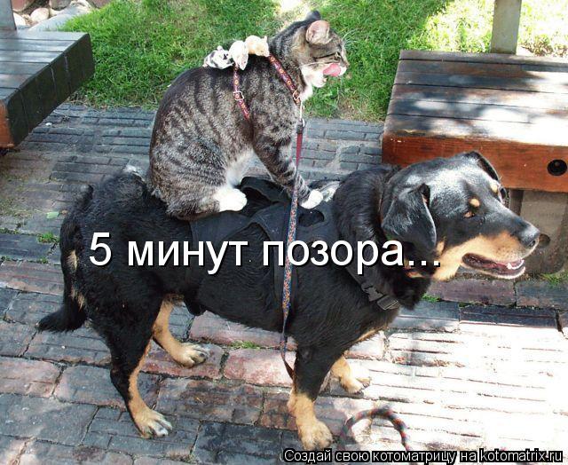 Котоматрица: 5 минут позора...