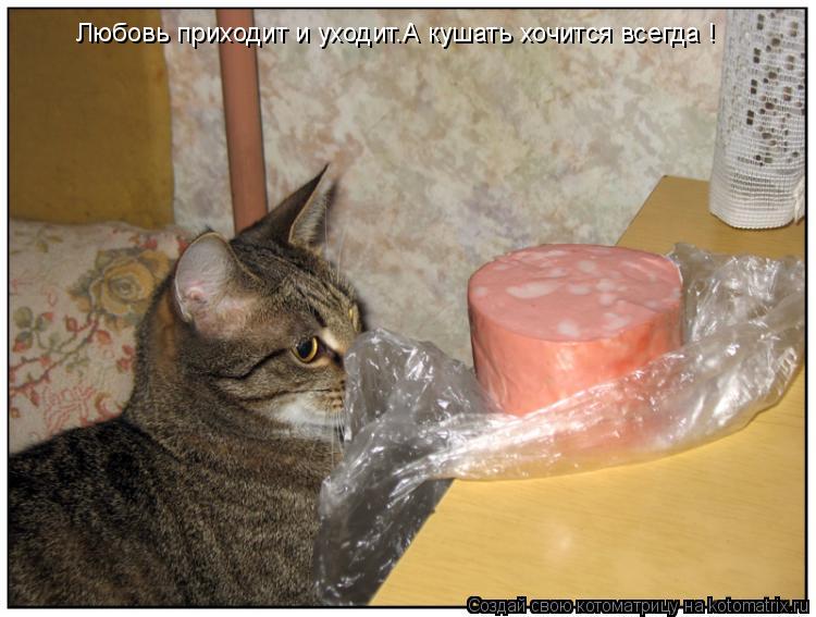 Котоматрица: Любовь приходит и уходит.А кушать хочится всегда !
