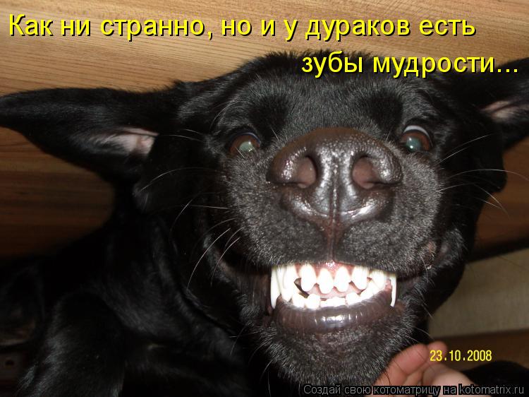 Котоматрица: Как ни странно, но и у дураков есть  зубы мудрости...