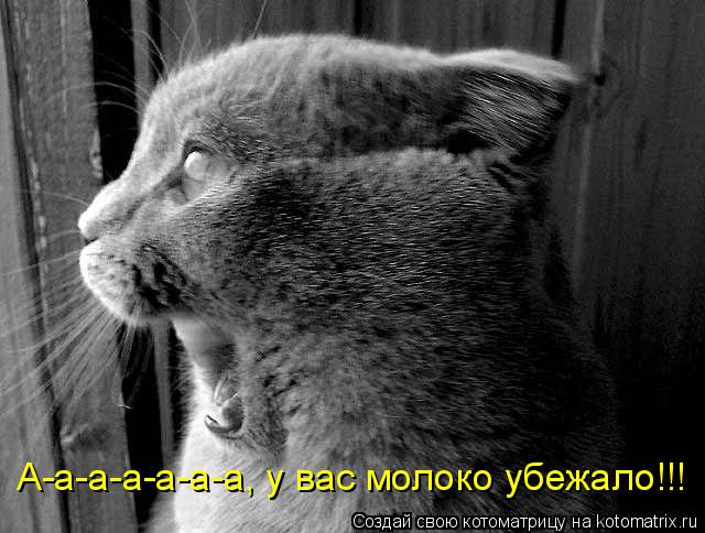 А-а-а-а-а-а-а, у вас молоко убежало!!!... Котоматрица: А-а-а-а-а-а-а, у вас молоко убежало!!!