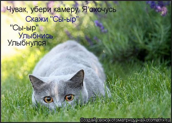 Чувак, убери камеру. Я охочусь Скажи "Сы-ыр" "Сы-ыр" Улыбнись Улыбнулся... Котоматрица: Чувак, убери камеру. Я охочусь Скажи "Сы-ыр" "Сы-ыр" Улыбнись Улыбнулся