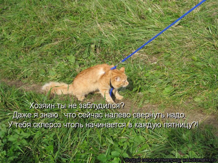 Котоматрица: Хозяин ты не заблудился? Даже я знаю , что сейчас налево свернуть надо. У тебя склероз чтоль начинается в каждую пятницу?!