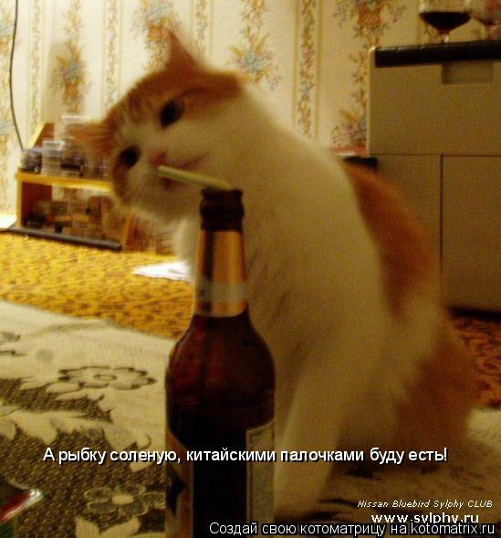 Котоматрица: А рыбку соленую, китайскими палочками буду есть!