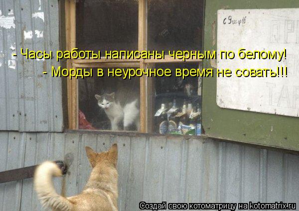 - Морды в неурочное время не совать!!! - Часы работы написаны черным по белому!... Котоматрица: - Морды в неурочное время не совать!!! - Часы работы написаны черным по белому!