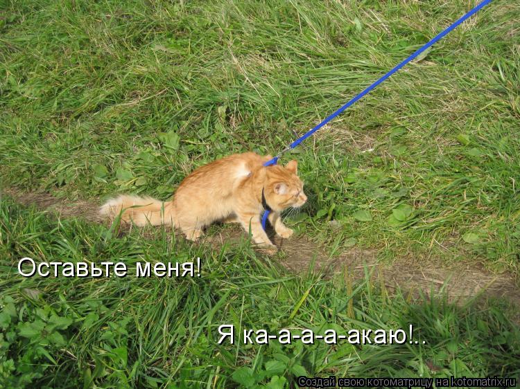 Оставьте меня! Я ка-а-а-а-акаю!..... Котоматрица: Оставьте меня! Я ка-а-а-а-акаю!..