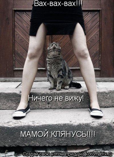 Котоматрица: Вах-вах-вах!!! Ничего не вижу!  МАМОЙ КЛЯНУСЬ!!!!