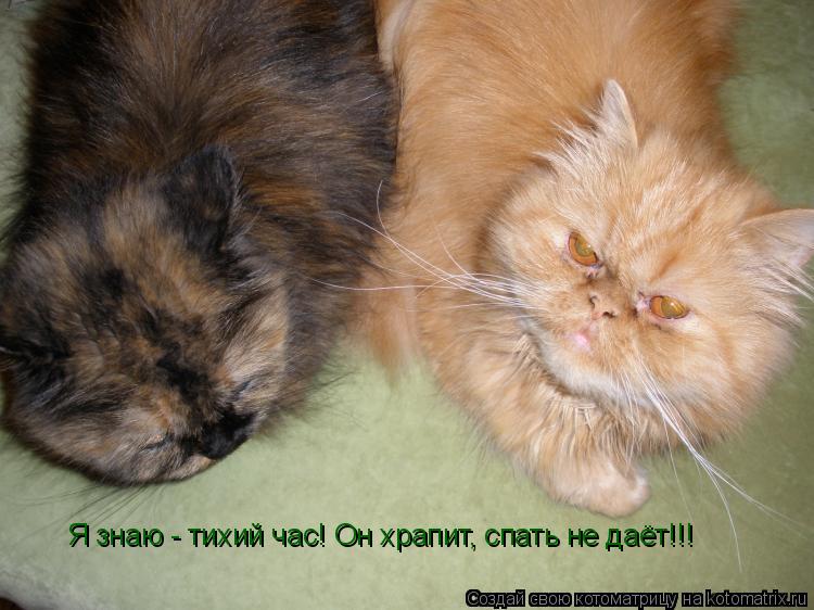 Котоматрица: Я знаю - тихий час! Он храпит, спать не даёт!!!