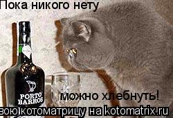 Пока никого нету можно хлебнуть!... Котоматрица: Пока никого нету можно хлебнуть!
