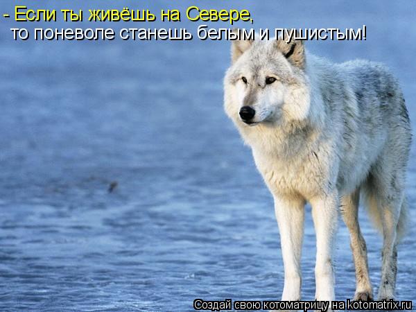 Котоматрица: - Если ты живёшь на Севере, то поневоле станешь белым и пушистым!