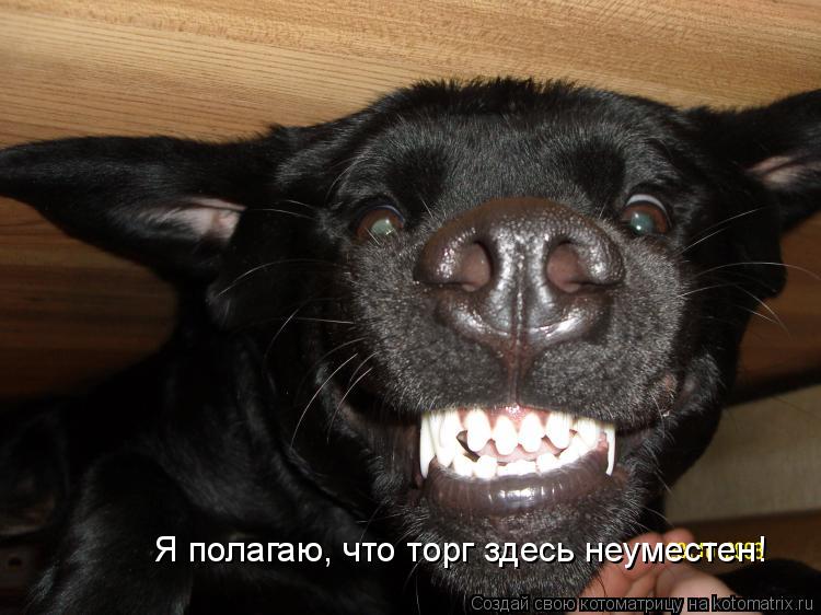 Котоматрица: Я полагаю, что торг здесь неуместен!