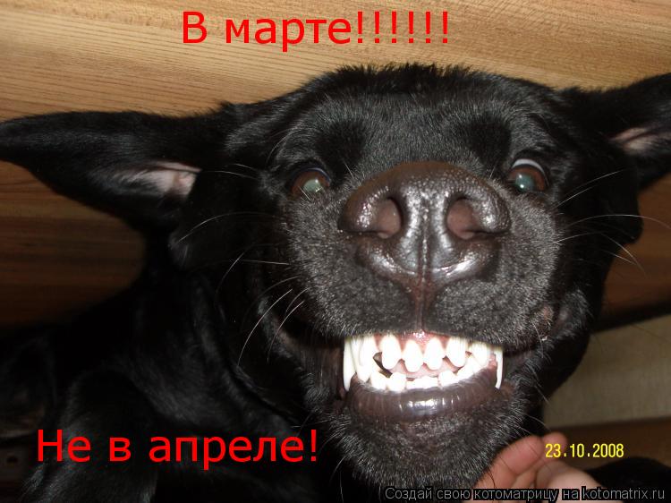 Котоматрица: В марте!!!!!! Не в апреле!