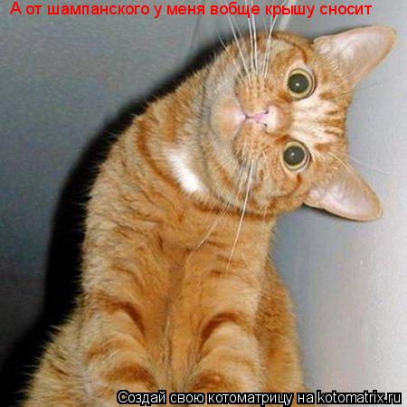 А от шампанского у меня вобще крышу сносит... Котоматрица: А от шампанского у меня вобще крышу сносит