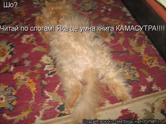 Шо? Читай по слогам! Яка це умна книга КАМАСУТРА!!!!... Котоматрица: Шо? Читай по слогам! Яка це умна книга КАМАСУТРА!!!!