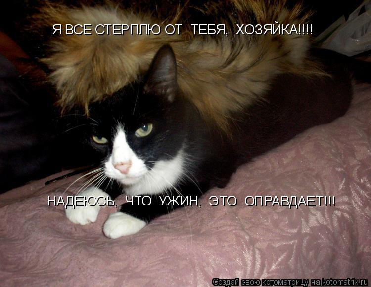 Котоматрица: Я ВСЕ СТЕРПЛЮ ОТ  ТЕБЯ,  ХОЗЯЙКА!!!! НАДЕЮСЬ,  ЧТО  УЖИН,  ЭТО  ОПРАВДАЕТ!!!