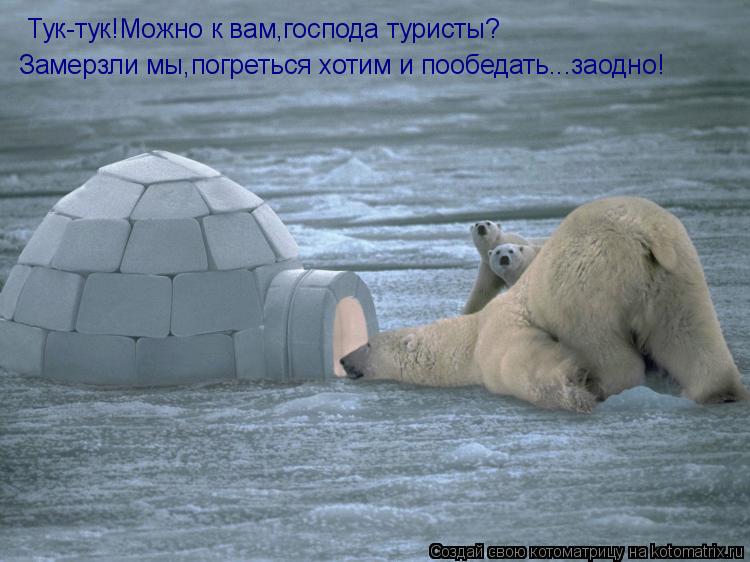 Тук-тук!Можно к вам,господа туристы? Замерзли мы,погреться хотим и пообедать...заодно!... Котоматрица: Тук-тук!Можно к вам,господа туристы? Замерзли мы,погреться хотим и пообедать...заодно!