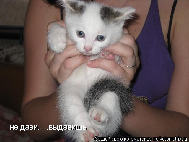 Котоматрица: не дави.....выдавишь не дави.....выдавишь