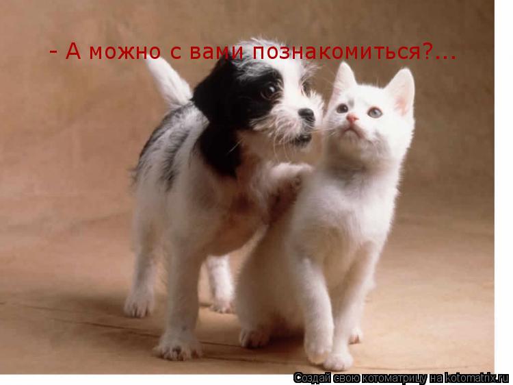 Котоматрица: - А можно с вами познакомиться?...