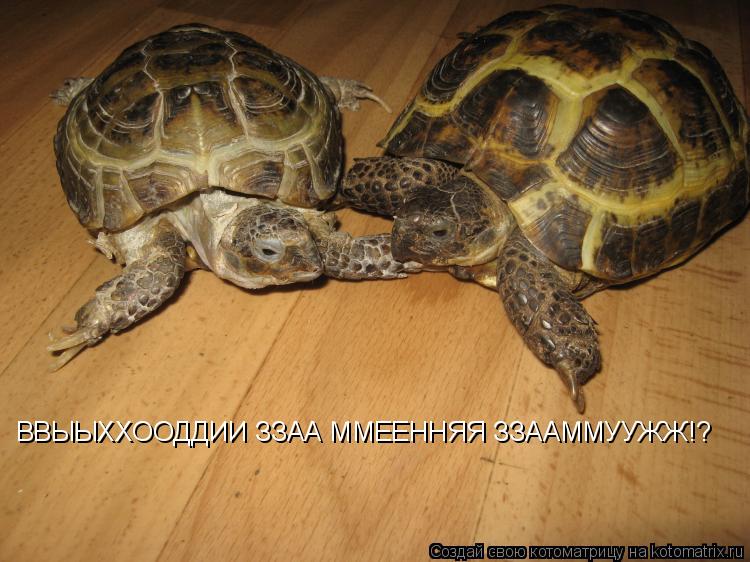 Котоматрица: ВВЫЫХХООДДИИ ЗЗАА ММЕЕННЯЯ ЗЗААММУУЖЖ!?