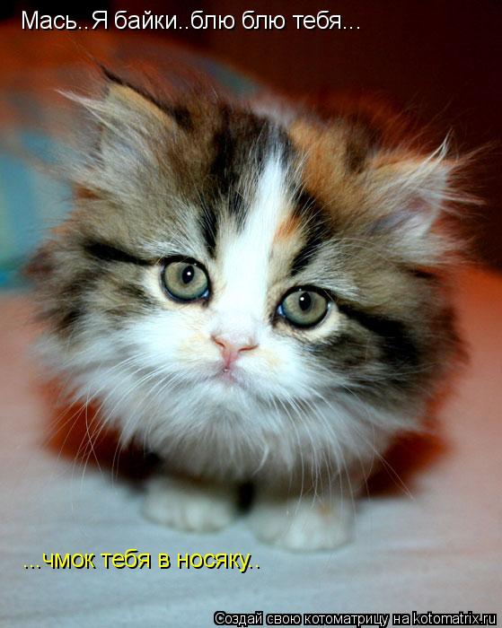 Котоматрица: Мась..Я байки..блю блю тебя... ...чмок тебя в носяку..
