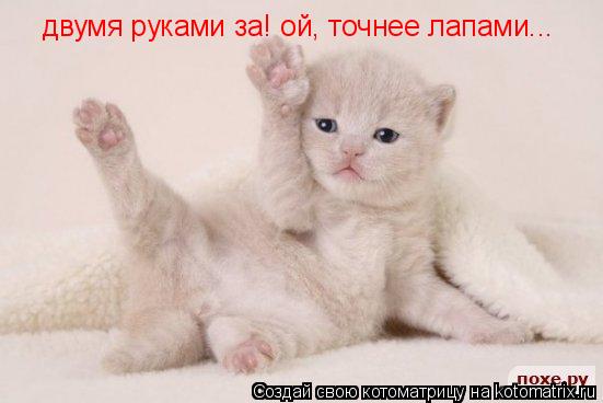 Котоматрица: двумя руками за! ой, точнее лапами...