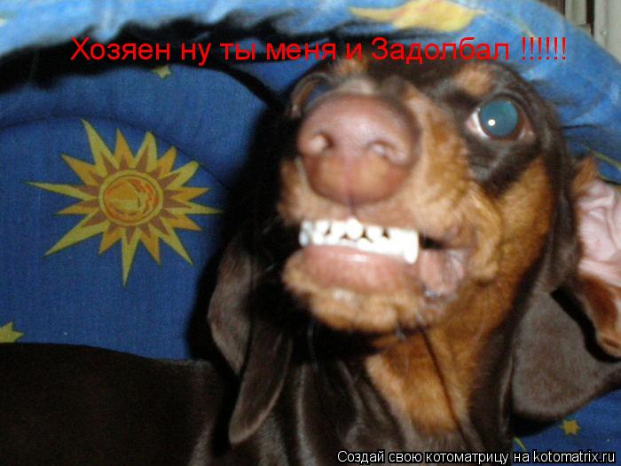 Хозяен ну ты меня и Задолбал !!!!!!... Котоматрица: Хозяен ну ты меня и Задолбал !!!!!!
