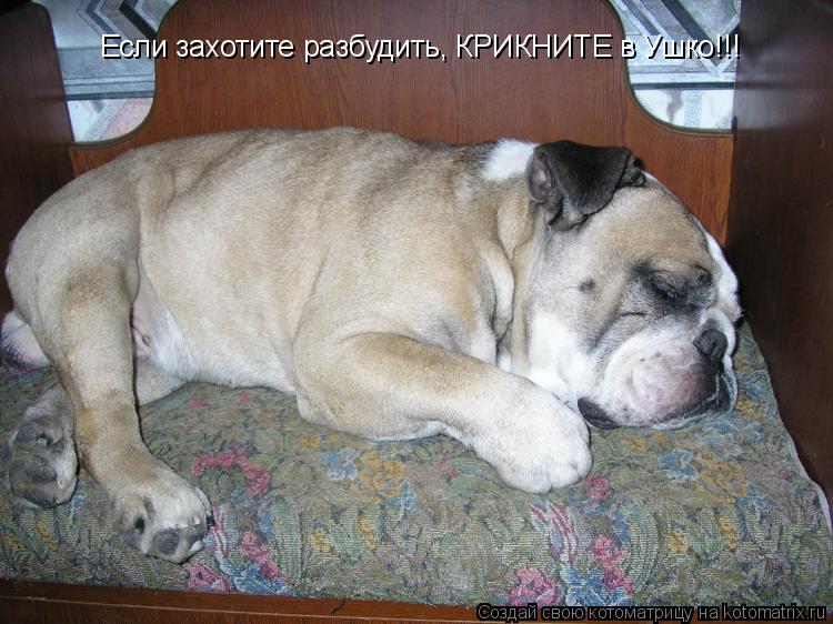 Котоматрица: Если захотите разбудить, КРИКНИТЕ в Ушко!!!