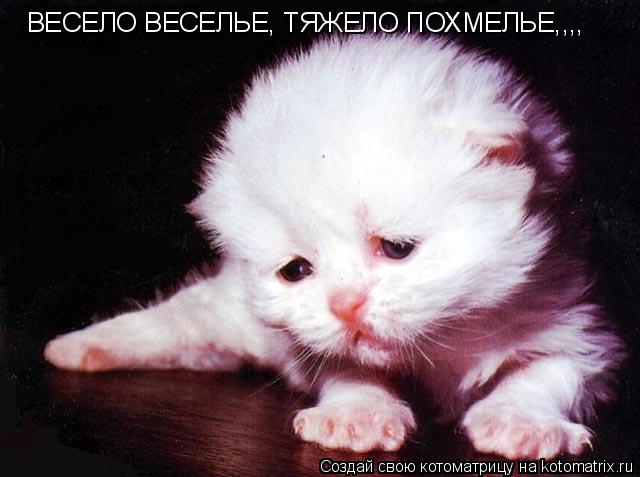 ВЕСЕЛО ВЕСЕЛЬЕ, ТЯЖЕЛО ПОХМЕЛЬЕ,,,,... Котоматрица: ВЕСЕЛО ВЕСЕЛЬЕ, ТЯЖЕЛО ПОХМЕЛЬЕ,,,,