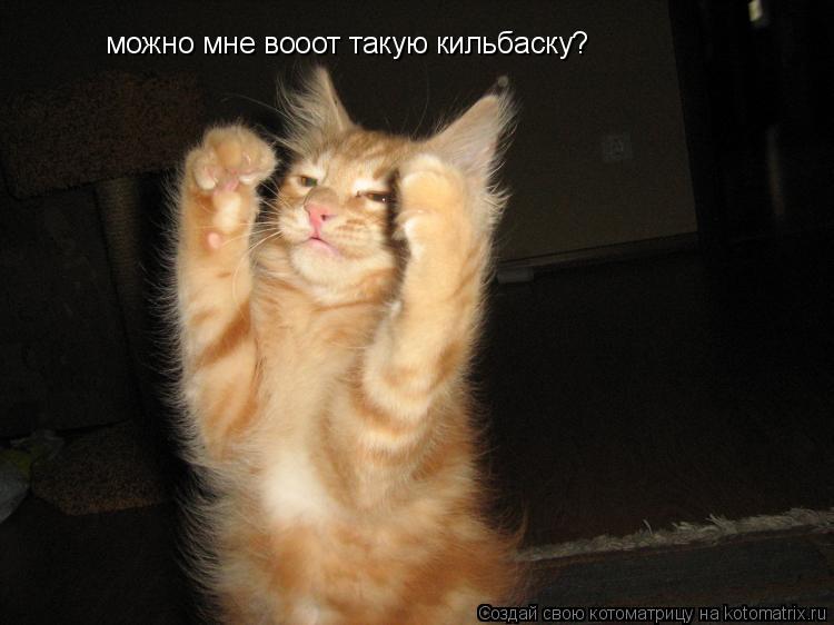 Котоматрица: можно мне вооот такую кильбаску?