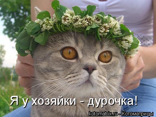 Я у хозяйки - дурочка!... Котоматрица: Я у хозяйки - дурочка!