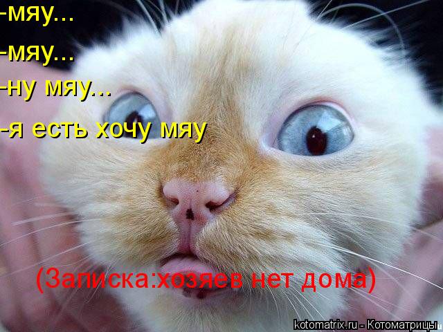 Котоматрица: -мяу... -мяу... -ну мяу... -я есть хочу мяу (Записка:хозяев нет дома)