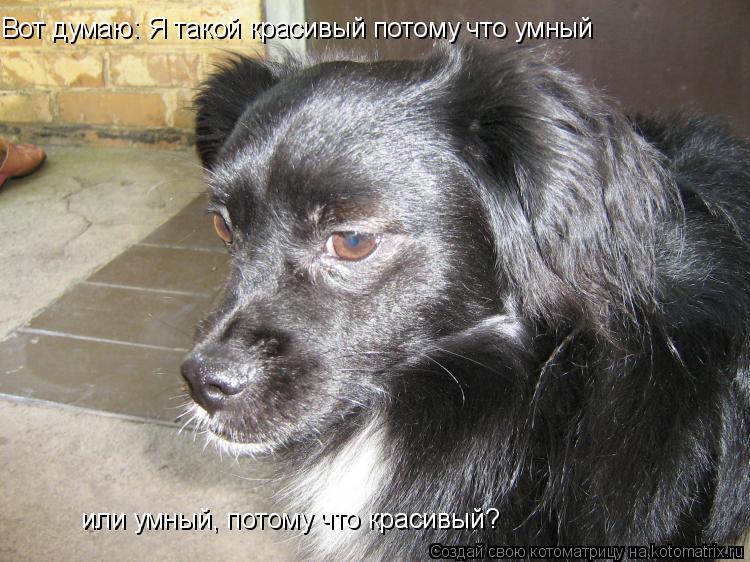 Котоматрица: Вот думаю: Я такой красивый потому что умный или умный, потому что красивый?