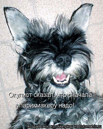 Окулист сказал, что сначала к парикмахеру надо!... Котоматрица: Окулист сказал, что сначала к парикмахеру надо!