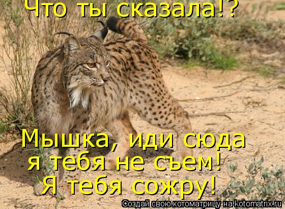 Что ты сказала!? Мышка, иди сюда я тебя не съем! Я тебя сожру!... Котоматрица: Что ты сказала!? Мышка, иди сюда я тебя не съем! Я тебя сожру!