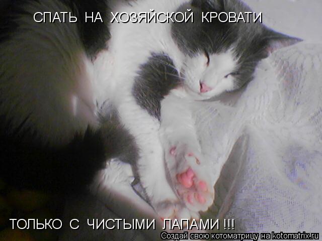 СПАТЬ НА ХОЗЯЙСКОЙ КРОВАТИ ТОЛЬКО С ЧИСТЫМИ ЛАПАМИ !!!... Котоматрица: СПАТЬ НА ХОЗЯЙСКОЙ КРОВАТИ ТОЛЬКО С ЧИСТЫМИ ЛАПАМИ !!!
