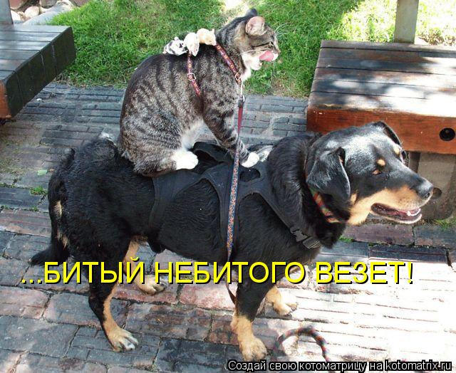 Котоматрица: ...БИТЫЙ НЕБИТОГО ВЕЗЕТ!