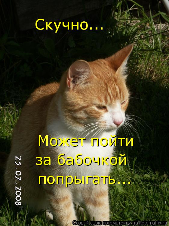 Котоматрица: Скучно... Может пойти за бабочкой попрыгать...