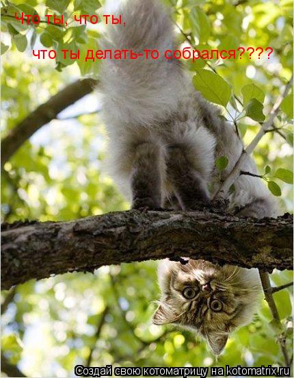 Котоматрица: Что ты, что ты,  что ты делать-то собрался????