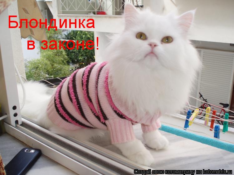 Котоматрица: Блондинка в законе!