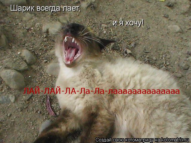 Котоматрица: Шарик всегда лает, и я хочу! ЛАЙ-ЛАЙ-ЛА-Ла-Ла-лаааааааааааааа
