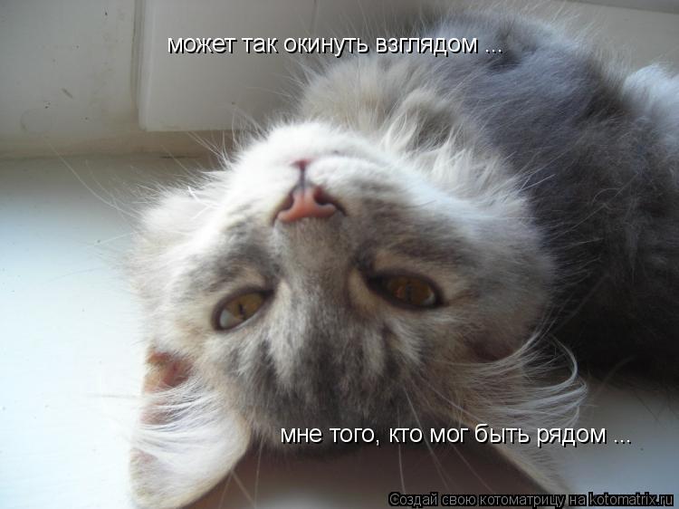 может так окинуть взглядом ... мне того, кто мог быть рядом ...... Котоматрица: может так окинуть взглядом ... мне того, кто мог быть рядом ...