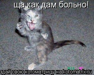 ща как дам больно!... Котоматрица: ща как дам больно!