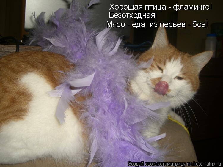 Хорошая птица - фламинго! Безотходная! Мясо - еда, из перьев - боа!... Котоматрица: Хорошая птица - фламинго! Безотходная! Мясо - еда, из перьев - боа!
