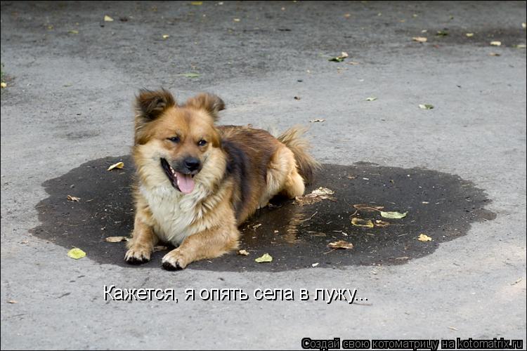 Котоматрица: Кажется, я опять села в лужу...