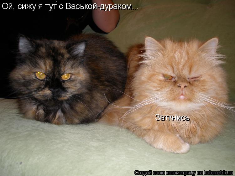 Котоматрица: Ой, сижу я тут с Васькой-дураком... Заткнись