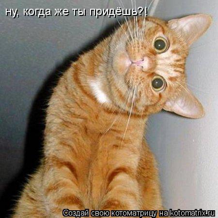 Котоматрица: ну, когда же ты придёшь?!