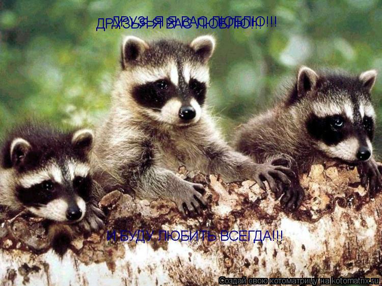 Котоматрица: ДРУЗЬЯ Я ВАС ЛЮБЛЮ!!! ДРУЗЬЯ Я ВАС ЛЮБЛЮ!!! И БУДУ ЛЮБИТЬ ВСЕГДА!!!