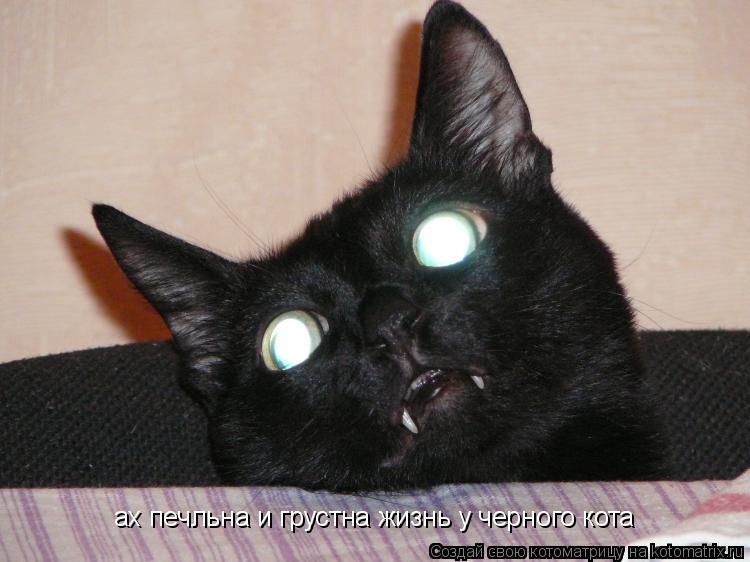 ах печльна и грустна жизнь у черного кота... Котоматрица: ах печльна и грустна жизнь у черного кота