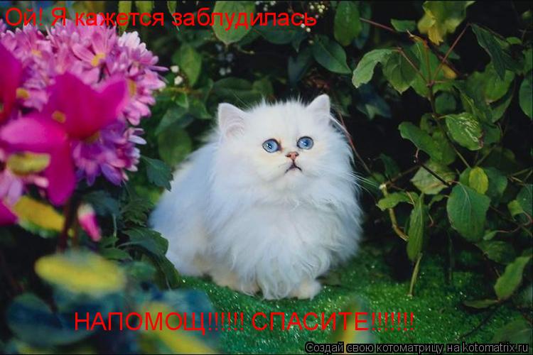 Ой! Я кажется заблудилась НАПОМОЩ!!!!!! СПАСИТЕ!!!!!!!... Котоматрица: Ой! Я кажется заблудилась НАПОМОЩ!!!!!! СПАСИТЕ!!!!!!!