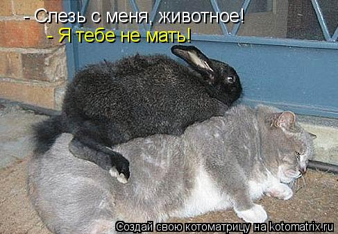 Котоматрица: - Слезь с меня, животное!  - Я тебе не мать!